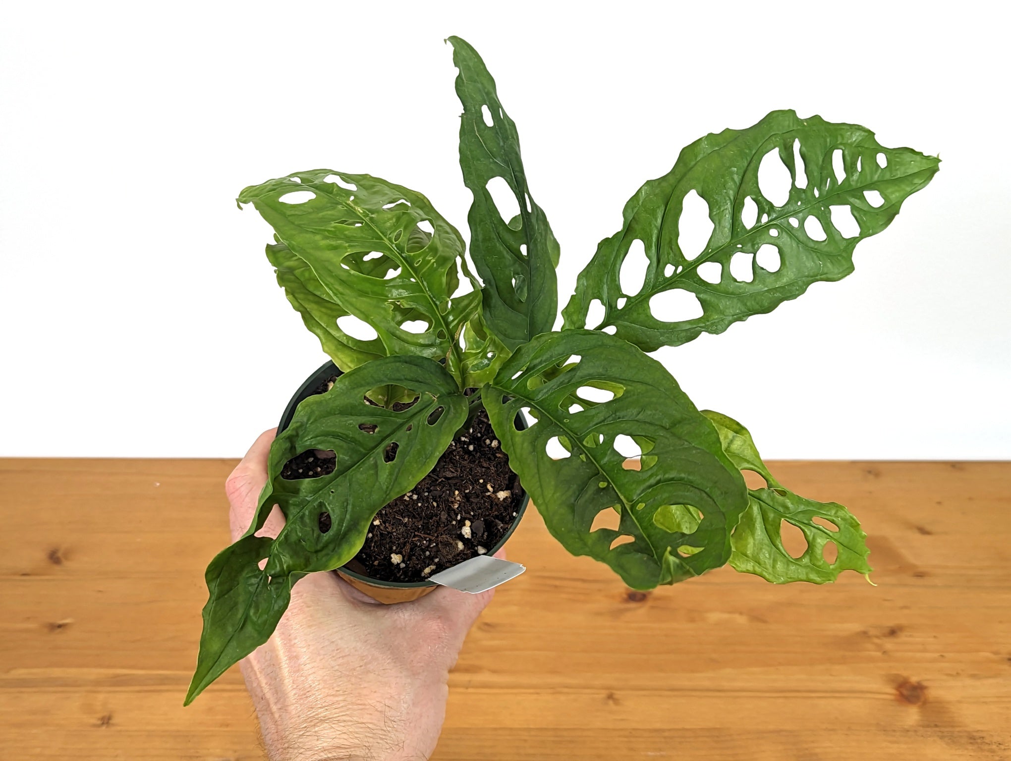 Making the Most of Your Monstera Plant Care