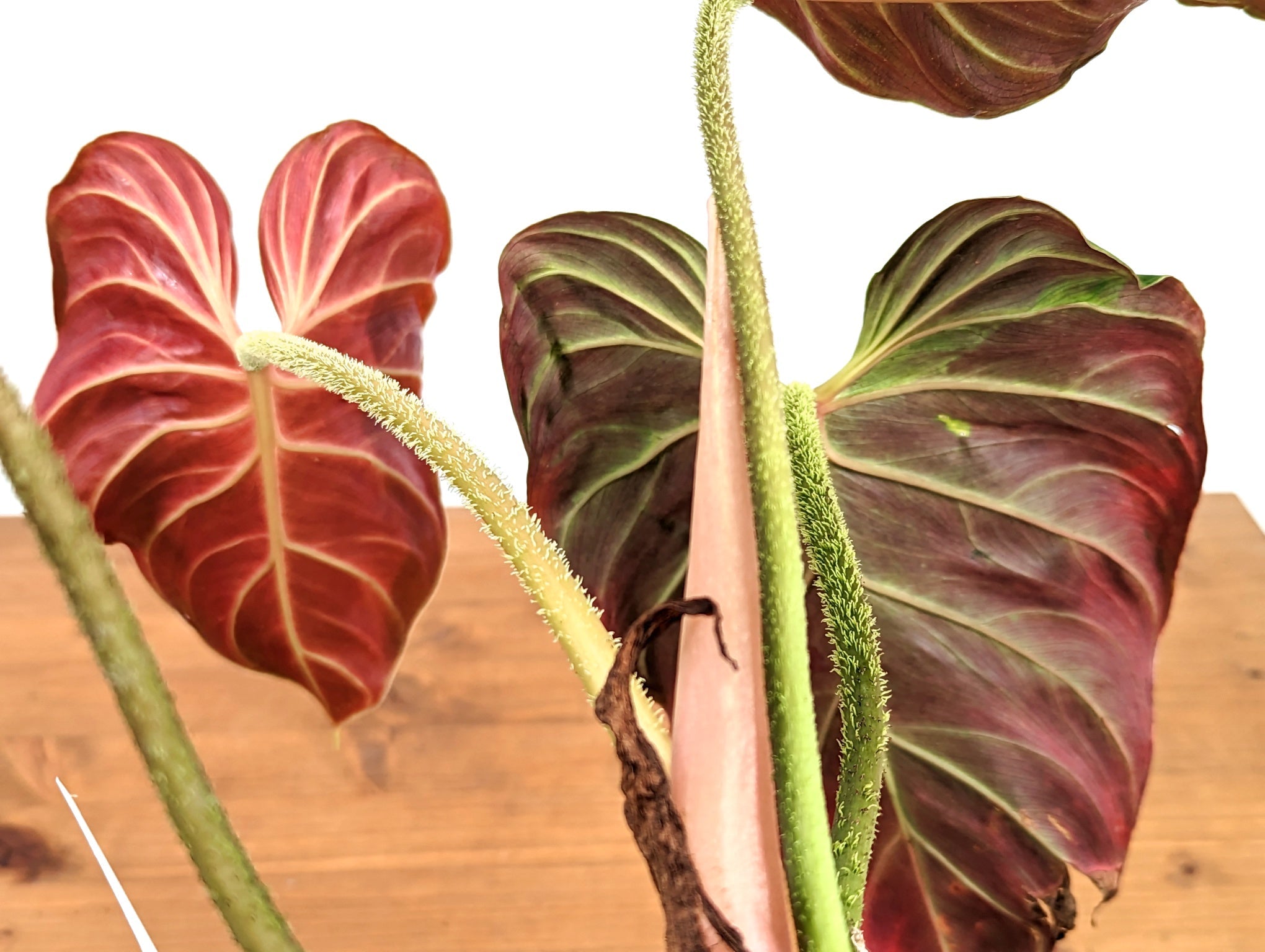 How to care for your Philodendron Houseplant