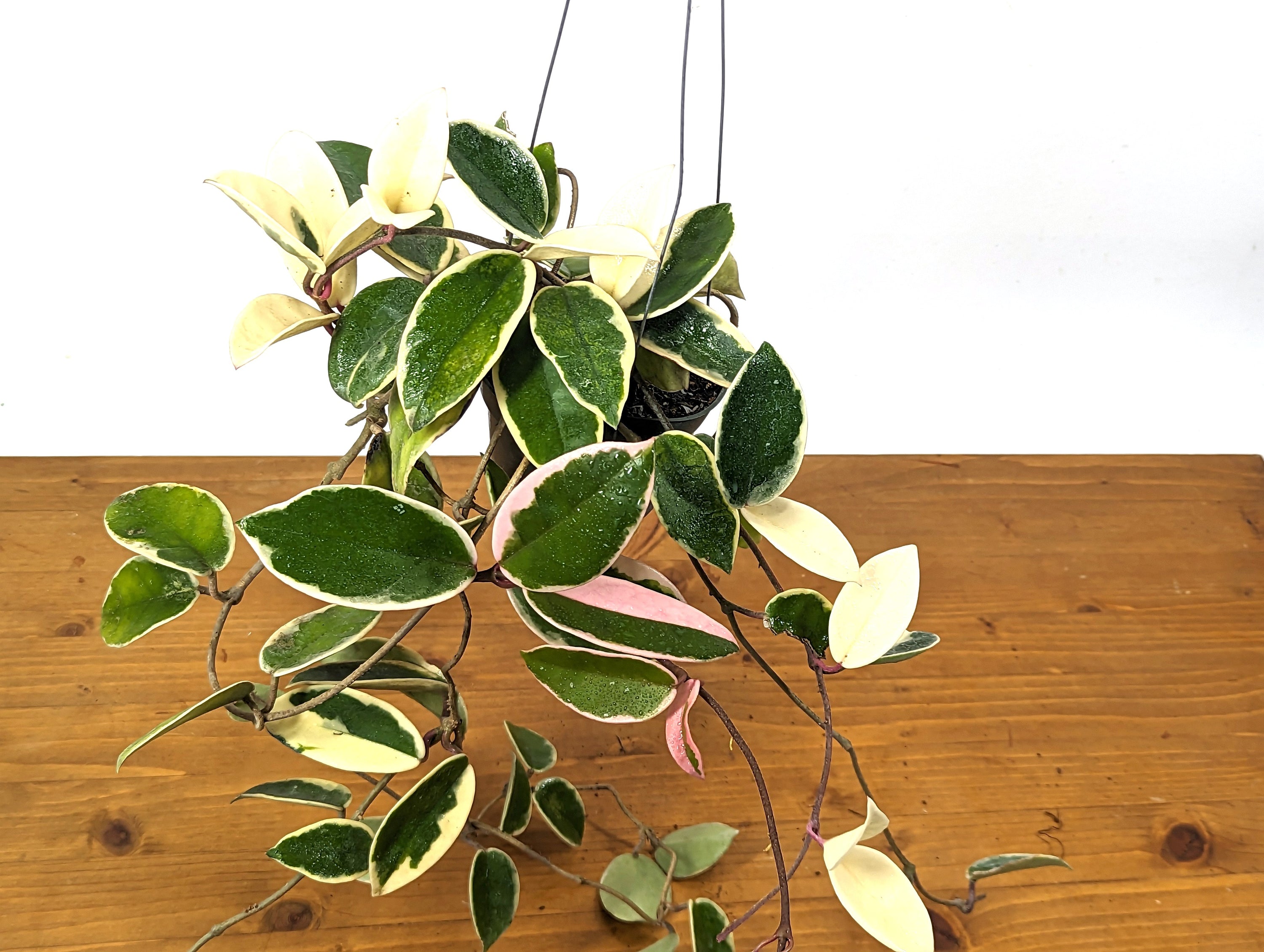 The Ultimate Hoya Care Guide - Wax Plants Made Easy