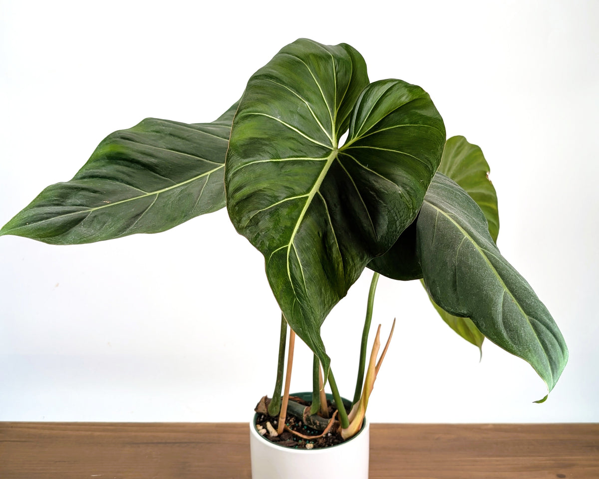 Philodendron Gloriosum x Maximum - Exact Plant #26B - 6" Pot