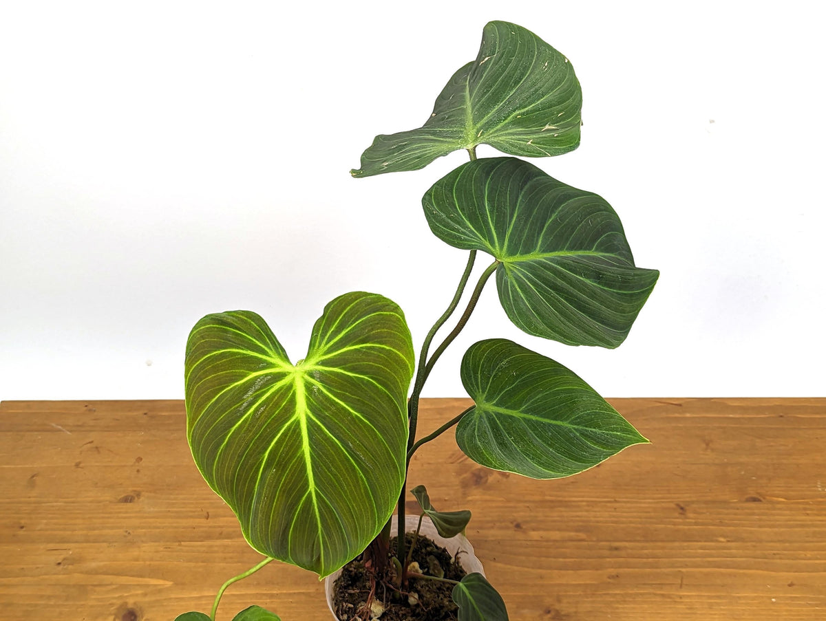 Philodendron Rubrijuvenile 'El Choco Red'