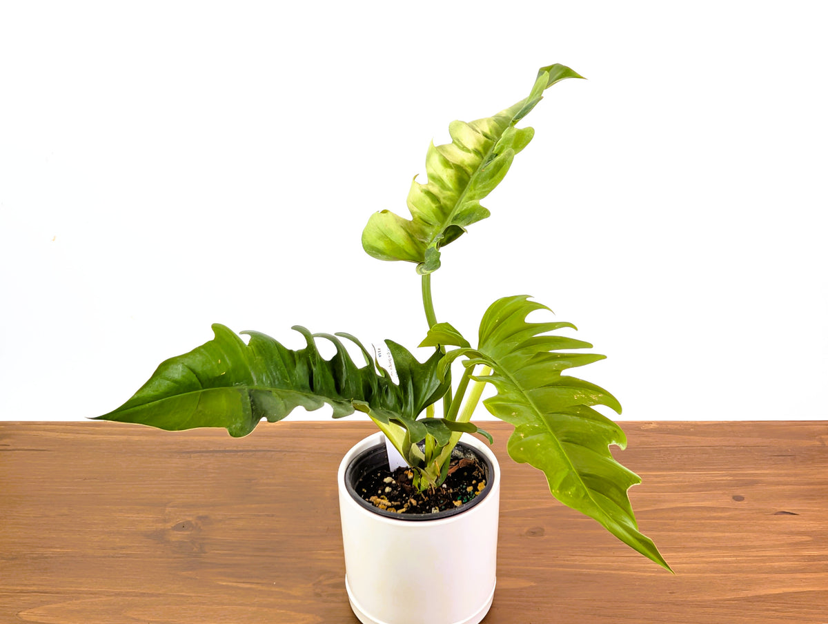 Philodendron Narrow 'Jungle Boogie' Variegated - Exact Plant #20A - 6 inch pot