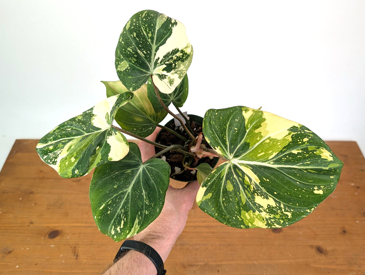 Philodendron Gloriosum Variegated (Type 2) - EXACT Plant #20F