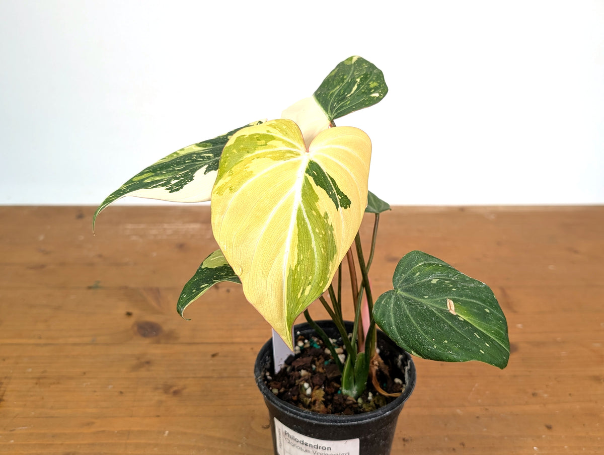 Philodendron Gloriosum Variegated (Type 2) - EXACT Plant #19D