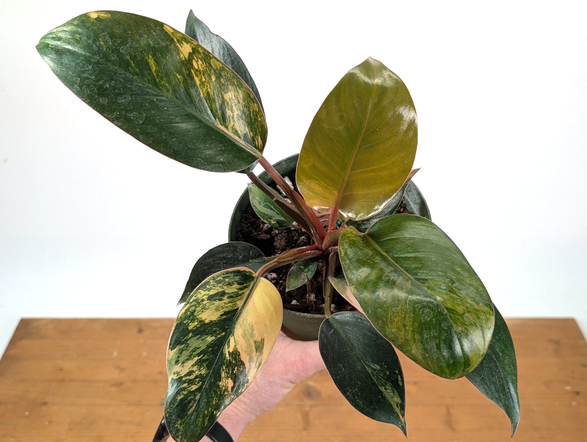 Philodendron Red Congo Variegated