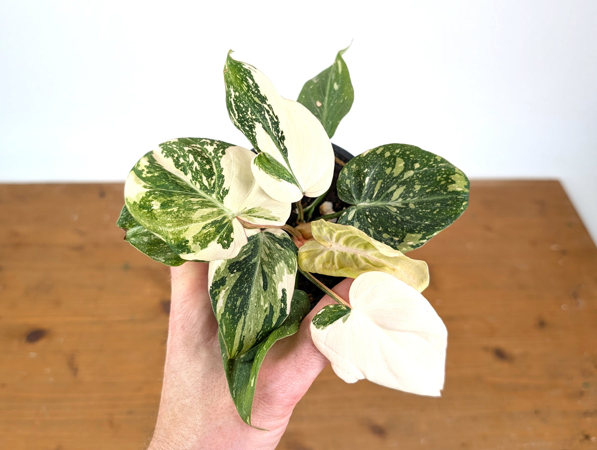 Philodendron Gloriosum Variegated Full Moon (Type 2) - EXACT Plant #20C
