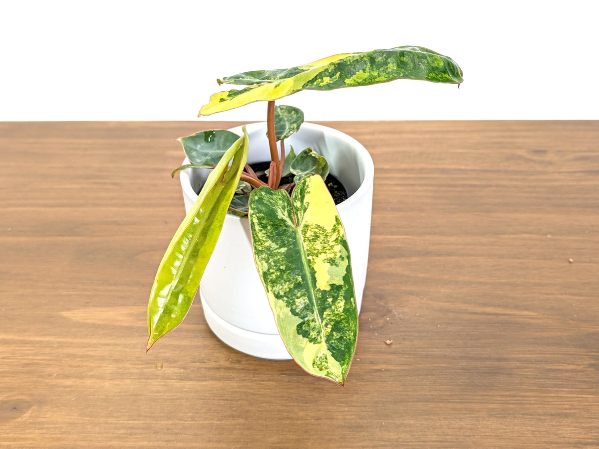 Philodendron Billietiae Variegated