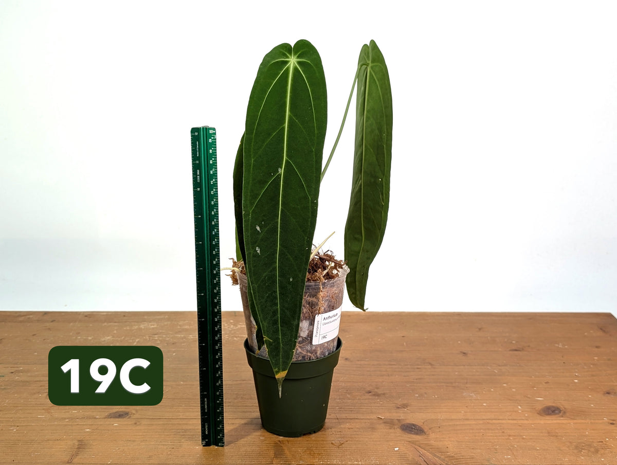 Anthurium Warocqueanum - Mature Exact Plants - Multiple Options