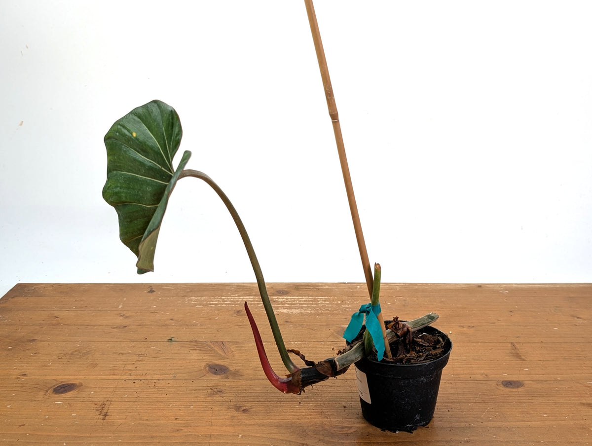 Philodendron Gloriosum x Maximum - Exact Plant #15G