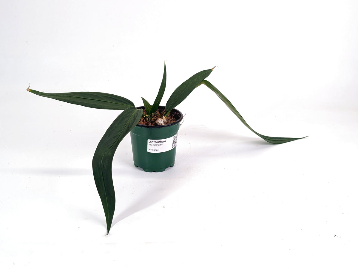 Anthurium Wendlingeri