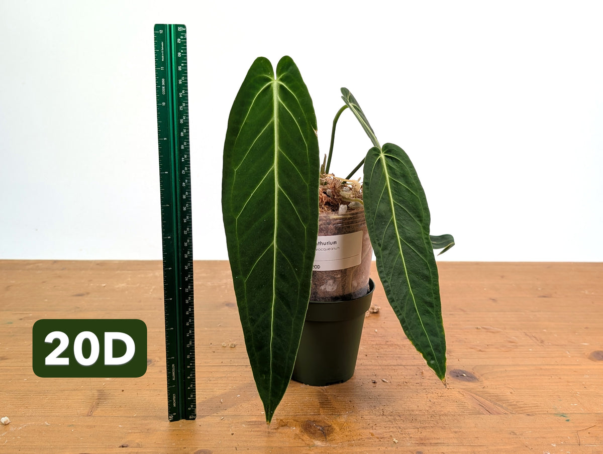 Anthurium Warocqueanum - Mature Exact Plants - Multiple Options