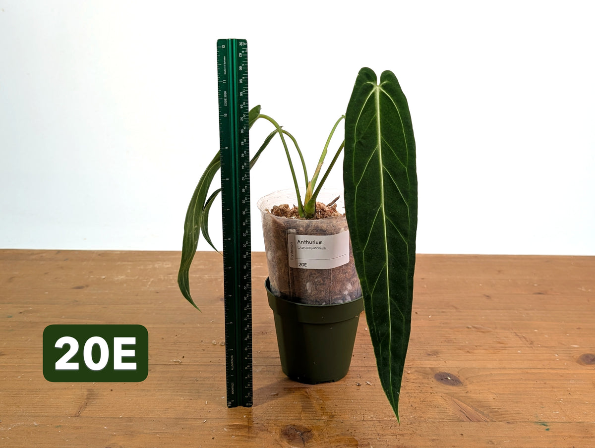 Anthurium Warocqueanum - Mature Exact Plants - Multiple Options