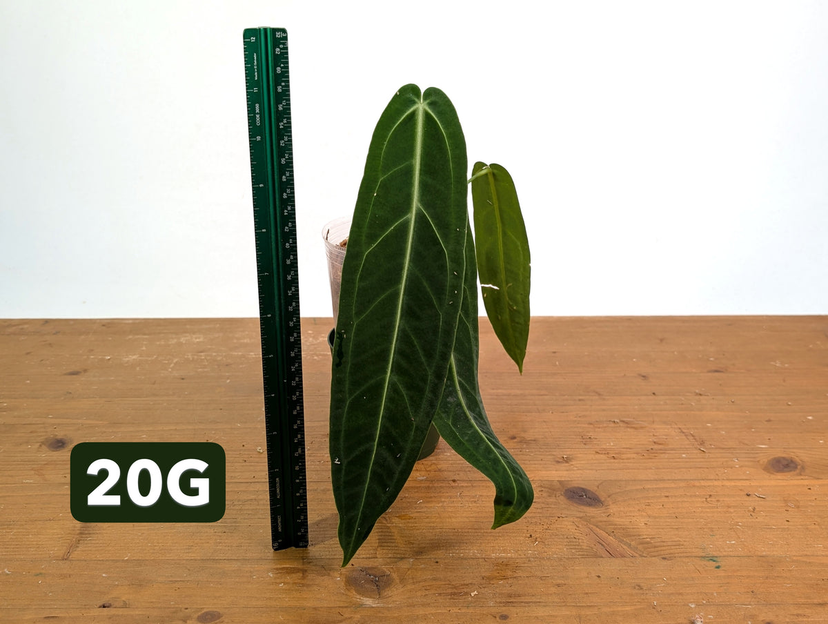 Anthurium Warocqueanum - Mature Exact Plants - Multiple Options