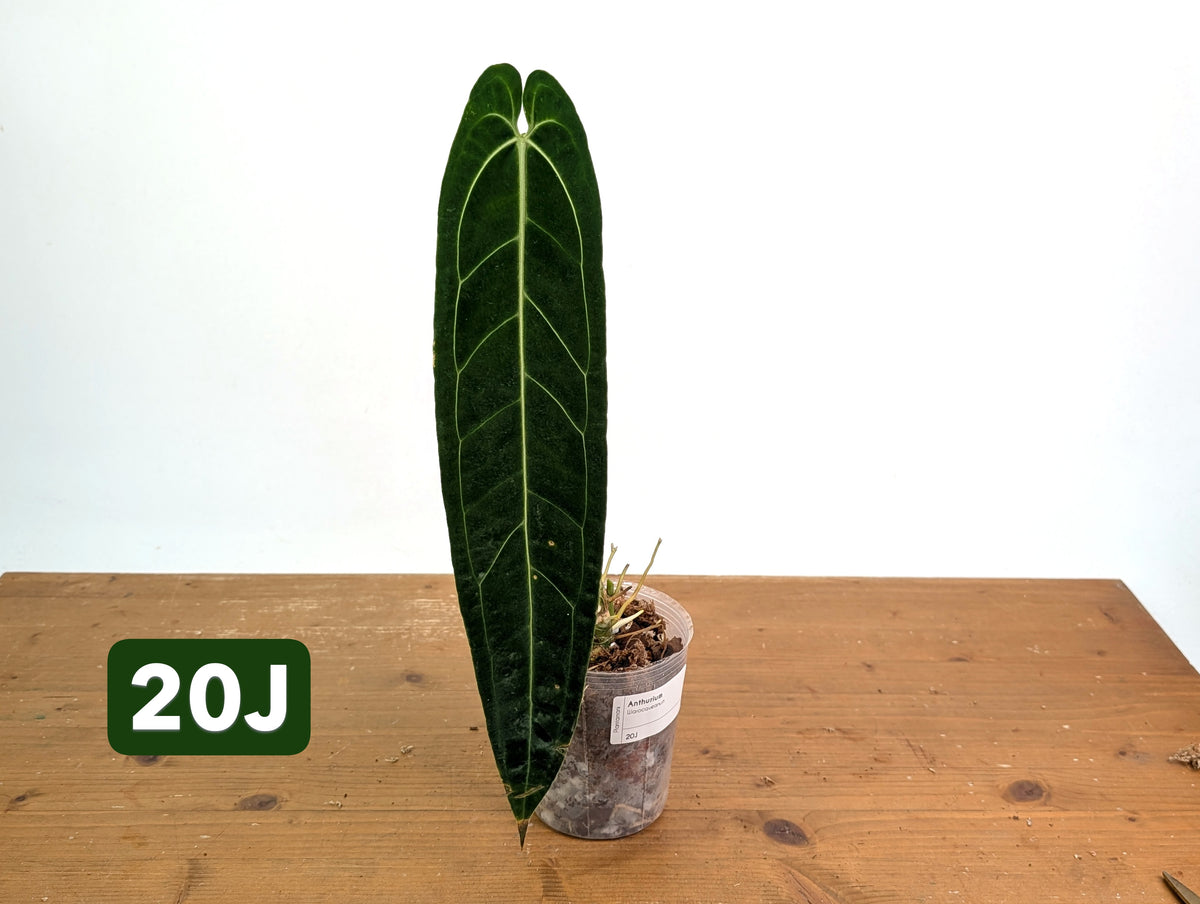 Anthurium Warocqueanum - Mature Exact Plants - Multiple Options