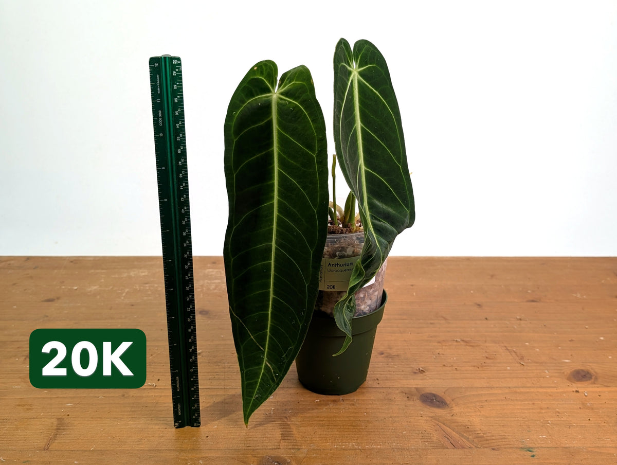 Anthurium Warocqueanum - Mature Exact Plants - Multiple Options