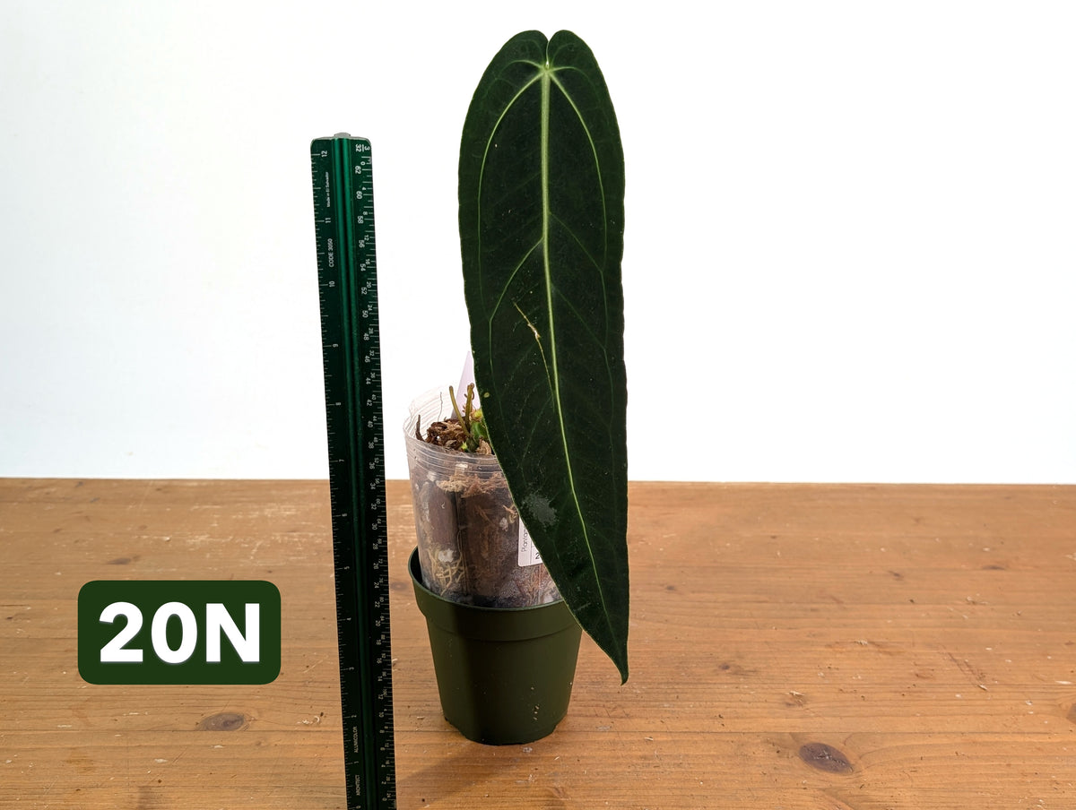 Anthurium Warocqueanum - Mature Exact Plants - Multiple Options