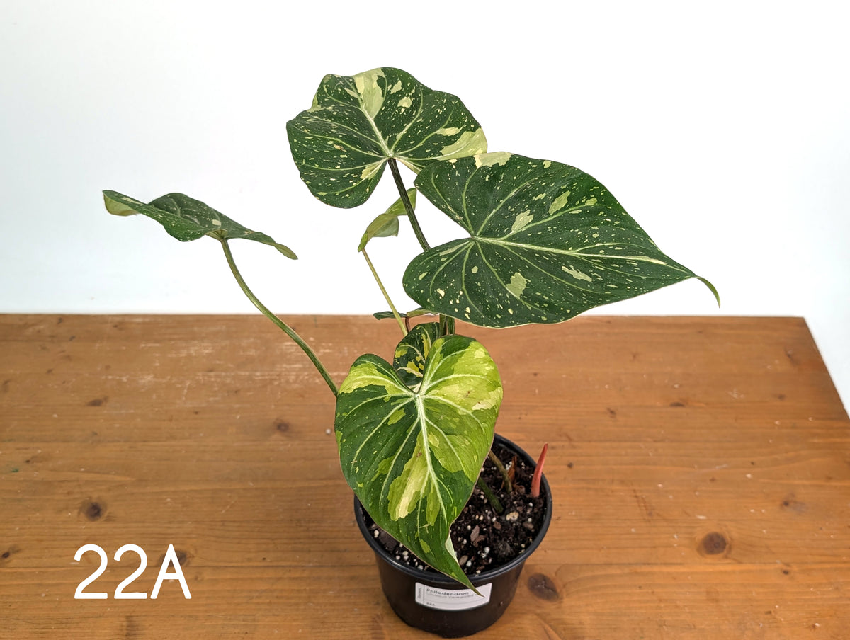 Philodendron Gloriosum Variegated - Multiple Exact Plants 6" Pots