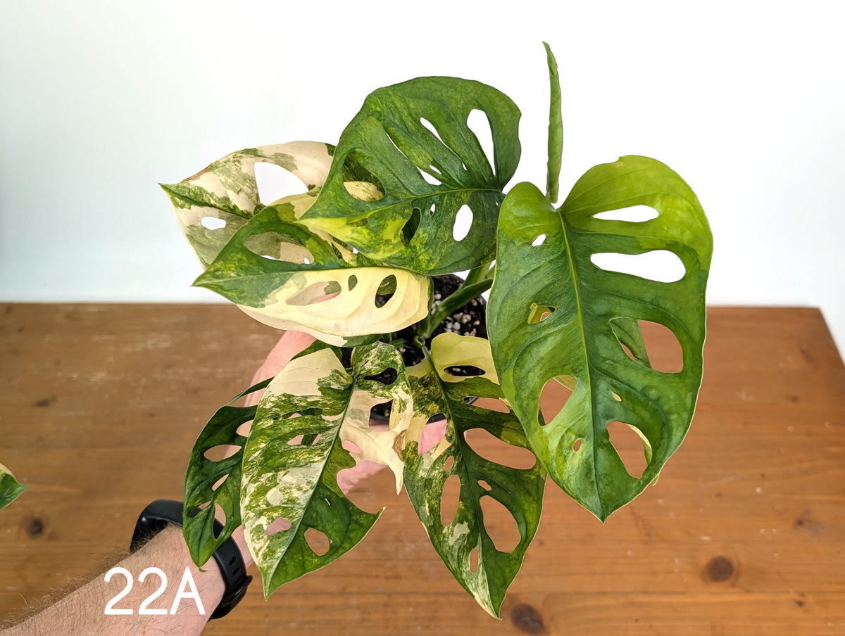 Monstera Adansonii Tricolor Aurea Variegated - Multiple Exact Plants