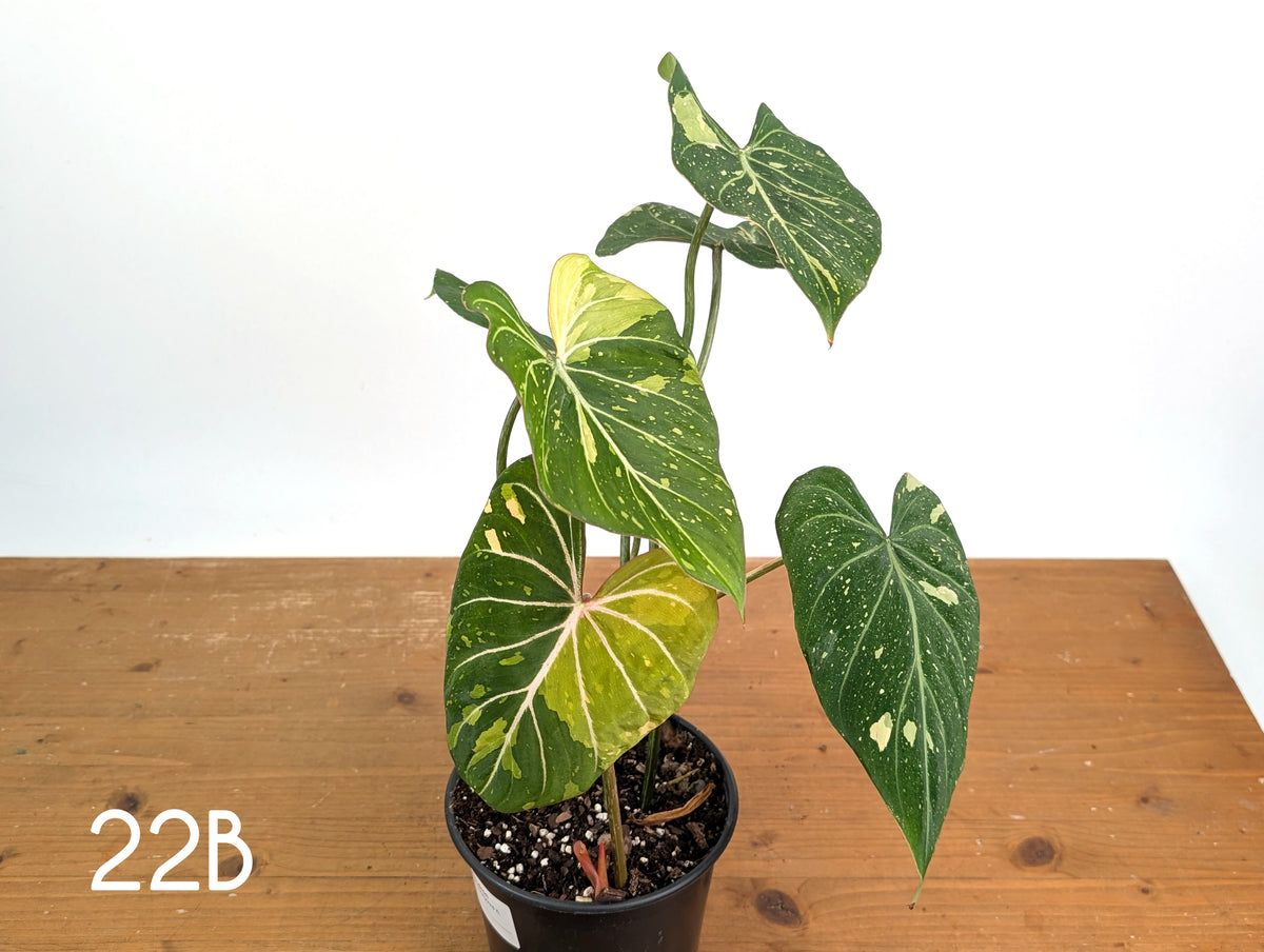 Philodendron Gloriosum Variegated - Multiple Exact Plants 6" Pots