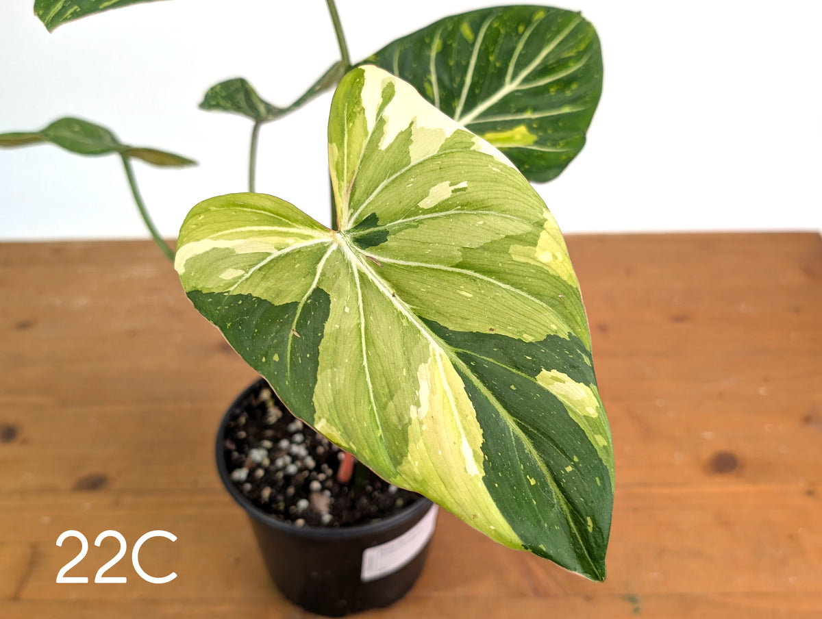 Philodendron Gloriosum Variegated - Multiple Exact Plants 6" Pots