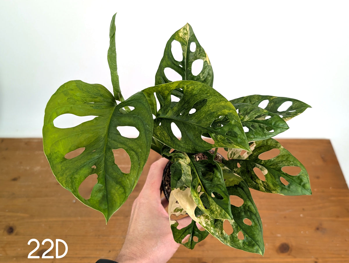 Monstera Adansonii Tricolor Aurea Variegated - Multiple Exact Plants