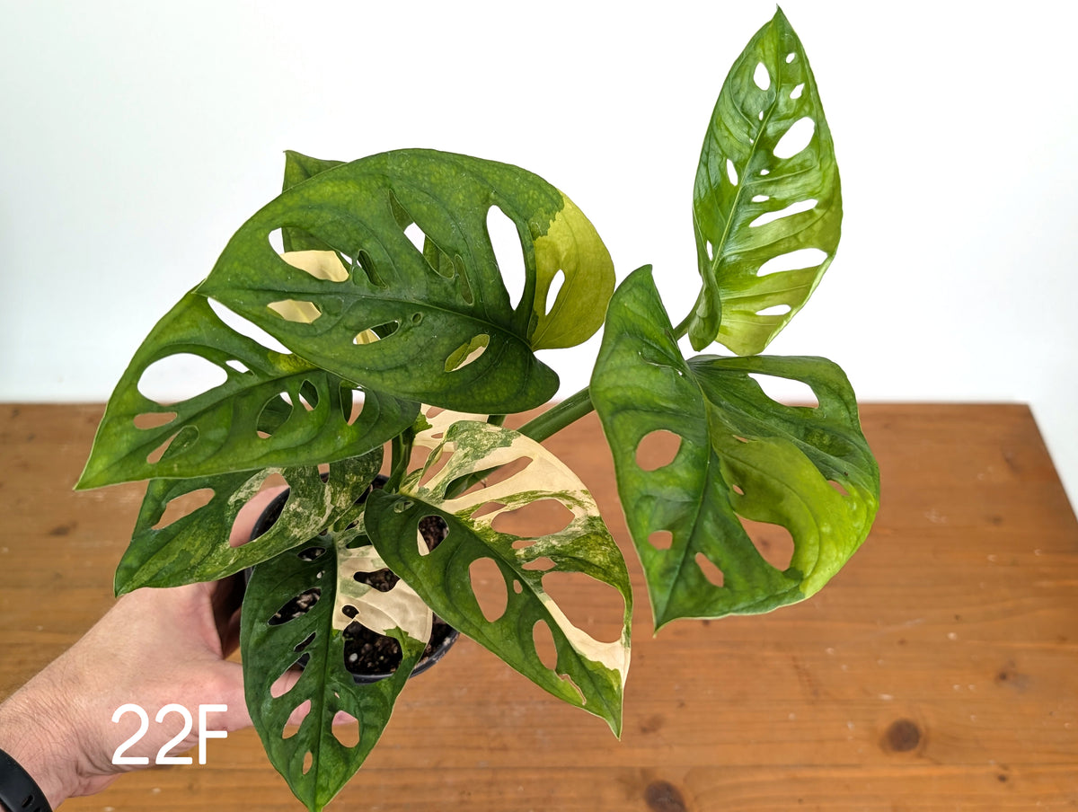 Monstera Adansonii Tricolor Aurea Variegated - Multiple Exact Plants