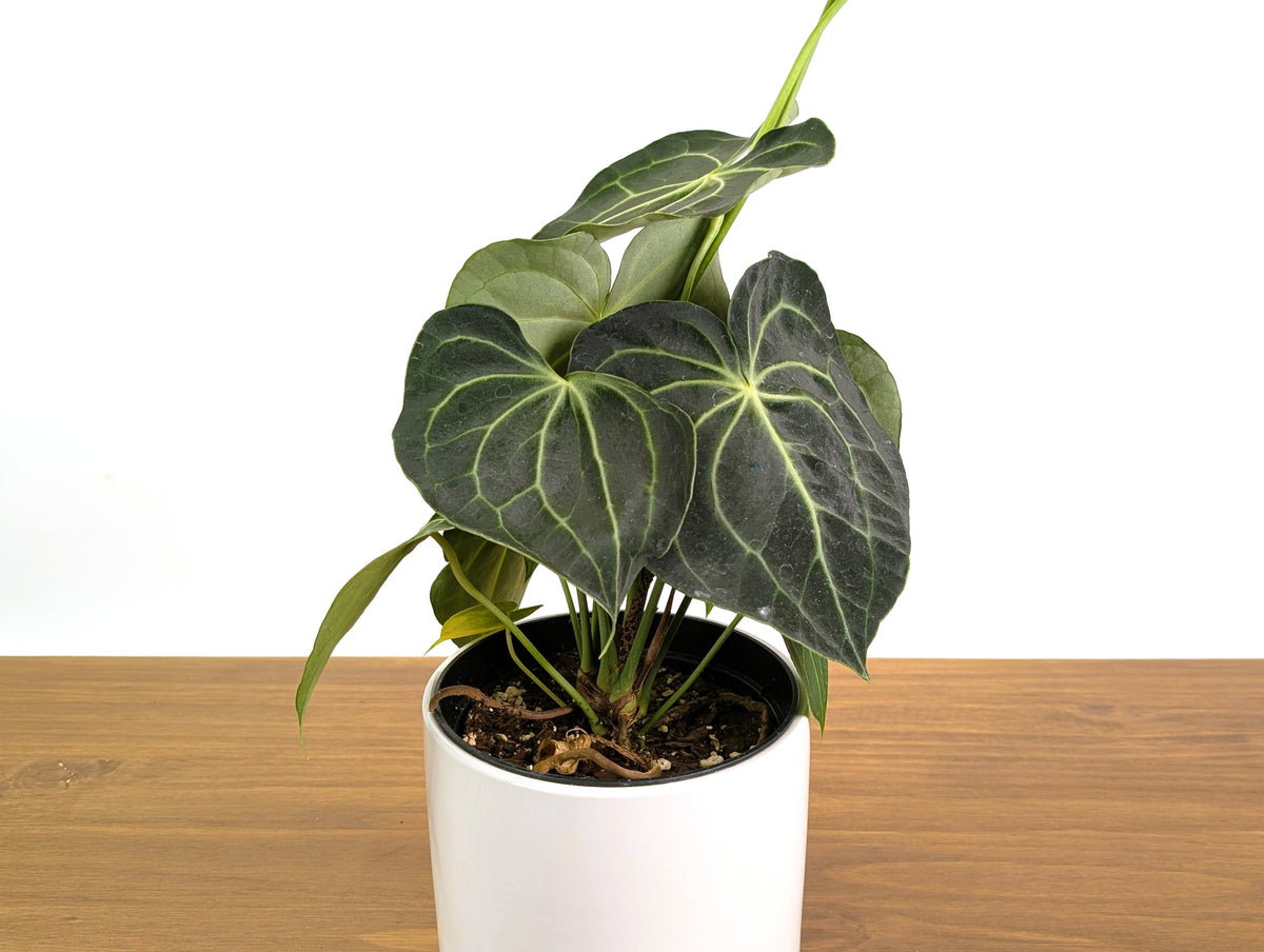 Anthurium Clarinervium Seed Grown Open-Pollinated Hybrids