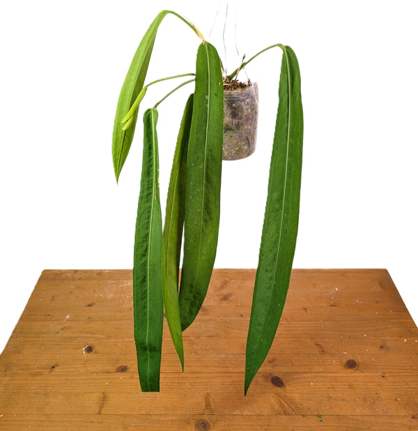 Anthurium Pallidiflorum - Narrow Dark Strap Leaves - Exact Plants