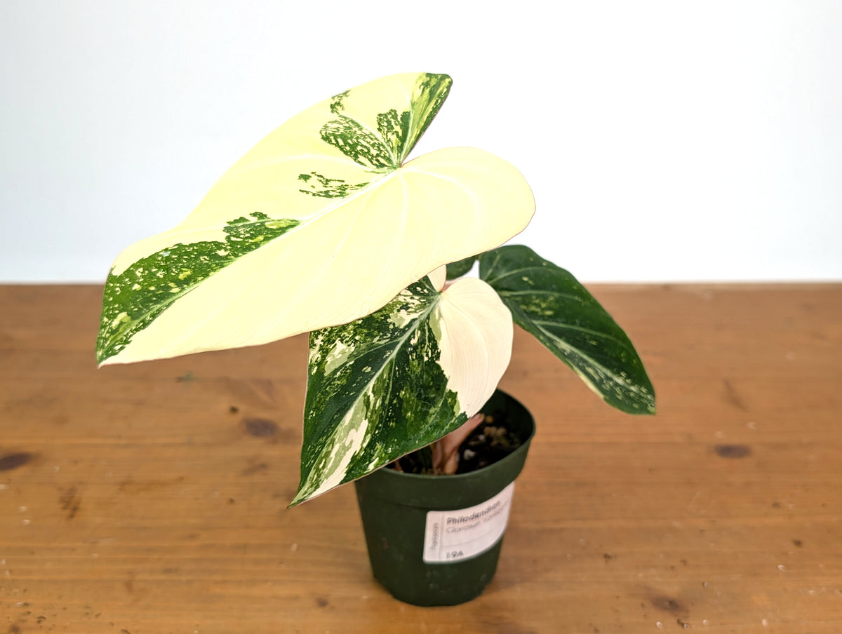 Philodendron Gloriosum Variegated (Type 2) - EXACT Plant #19A