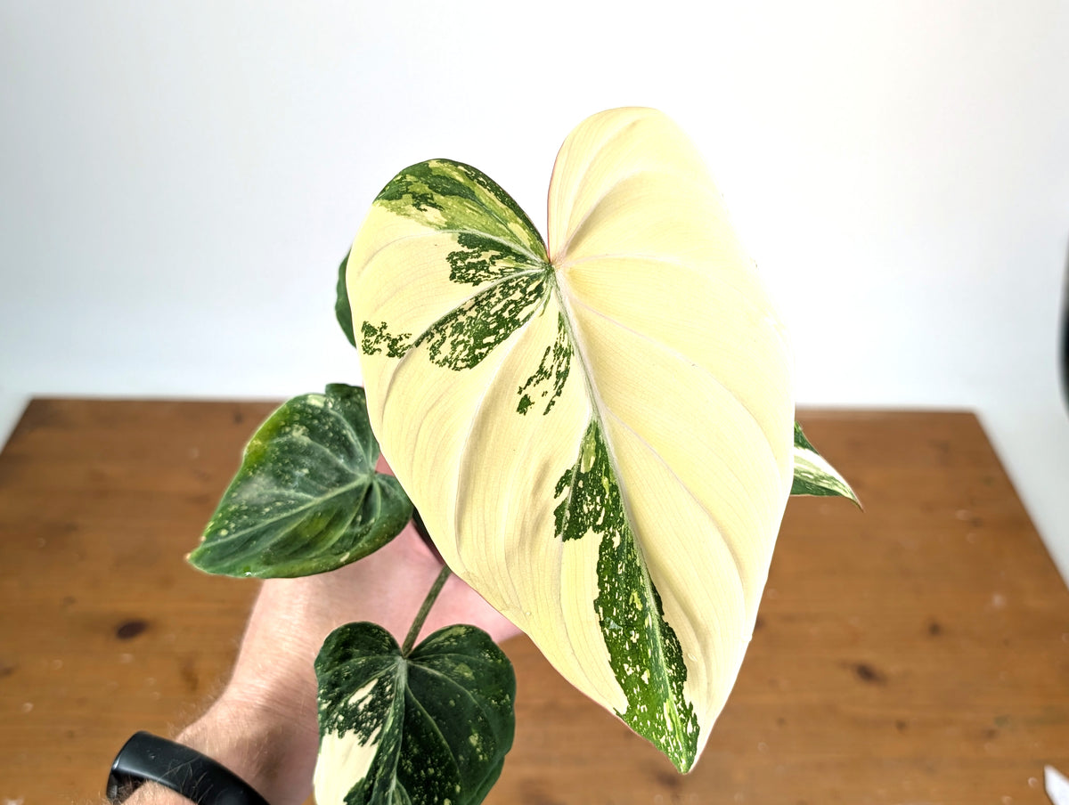Philodendron Gloriosum Variegated (Type 2) - EXACT Plant #19A
