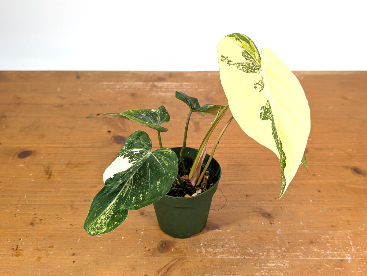 Philodendron Gloriosum Variegated (Type 2) - EXACT Plant #19A