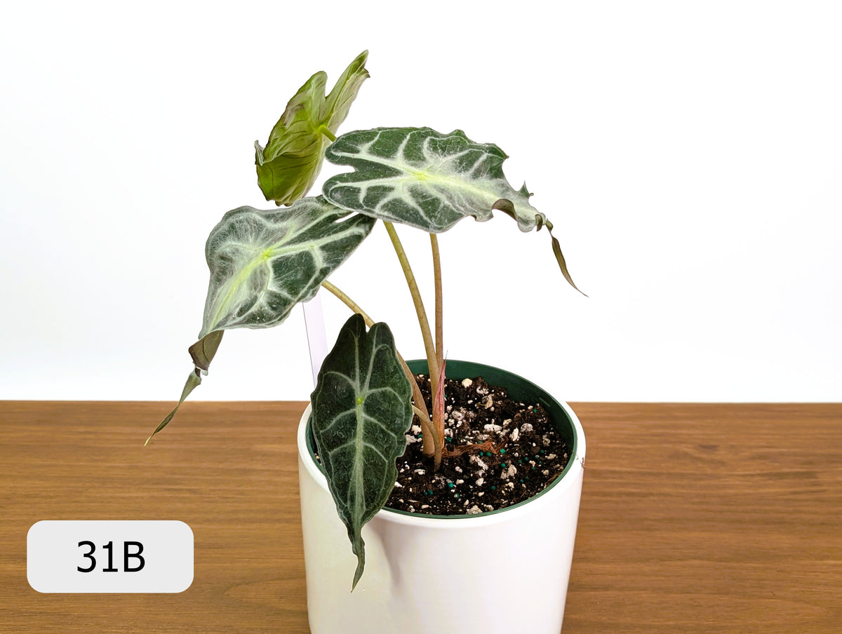 Alocasia Venom - Exact Plant Selection