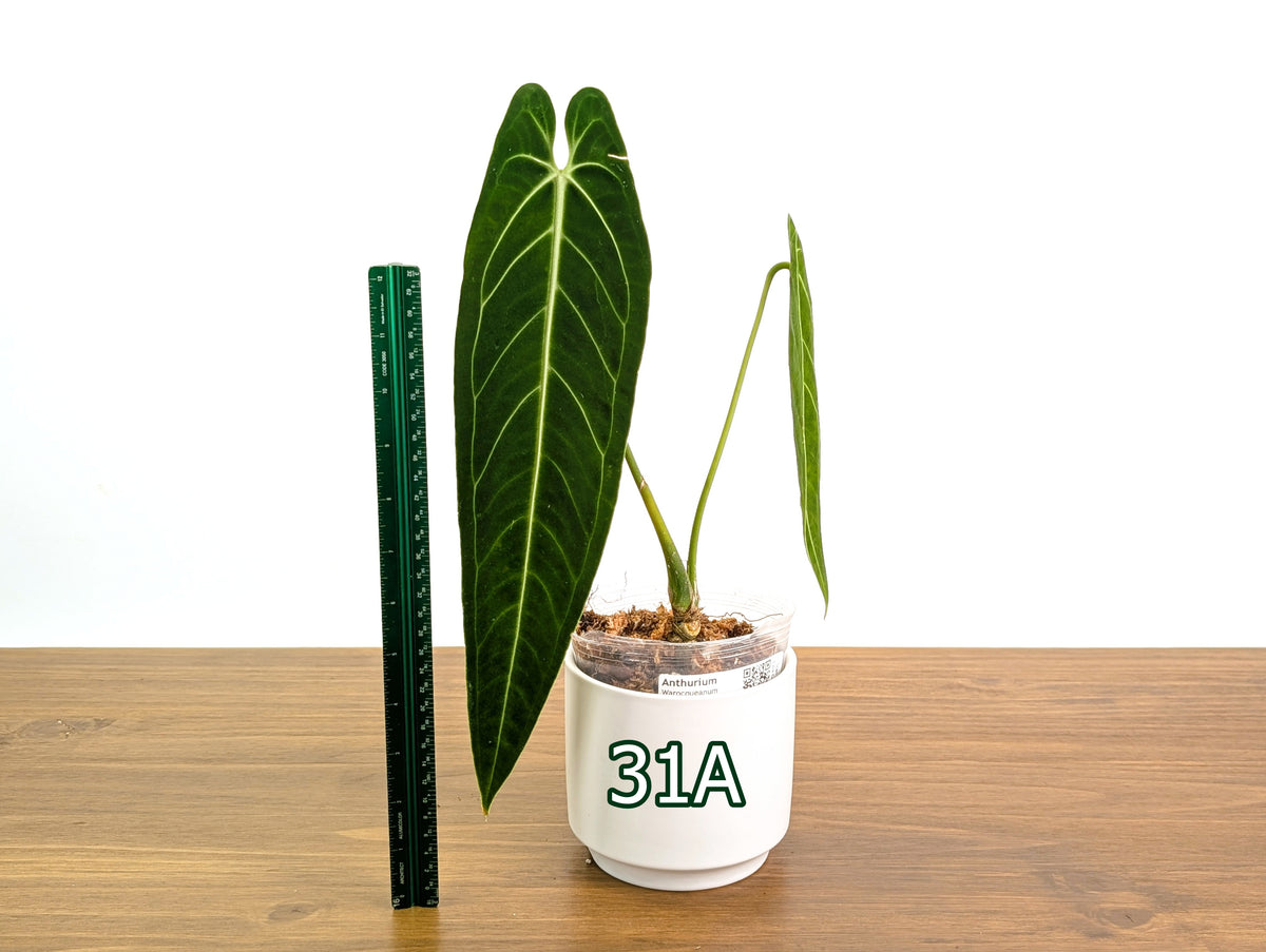 Anthurium Warocqueanum - Pick Your Exact Mature Plant