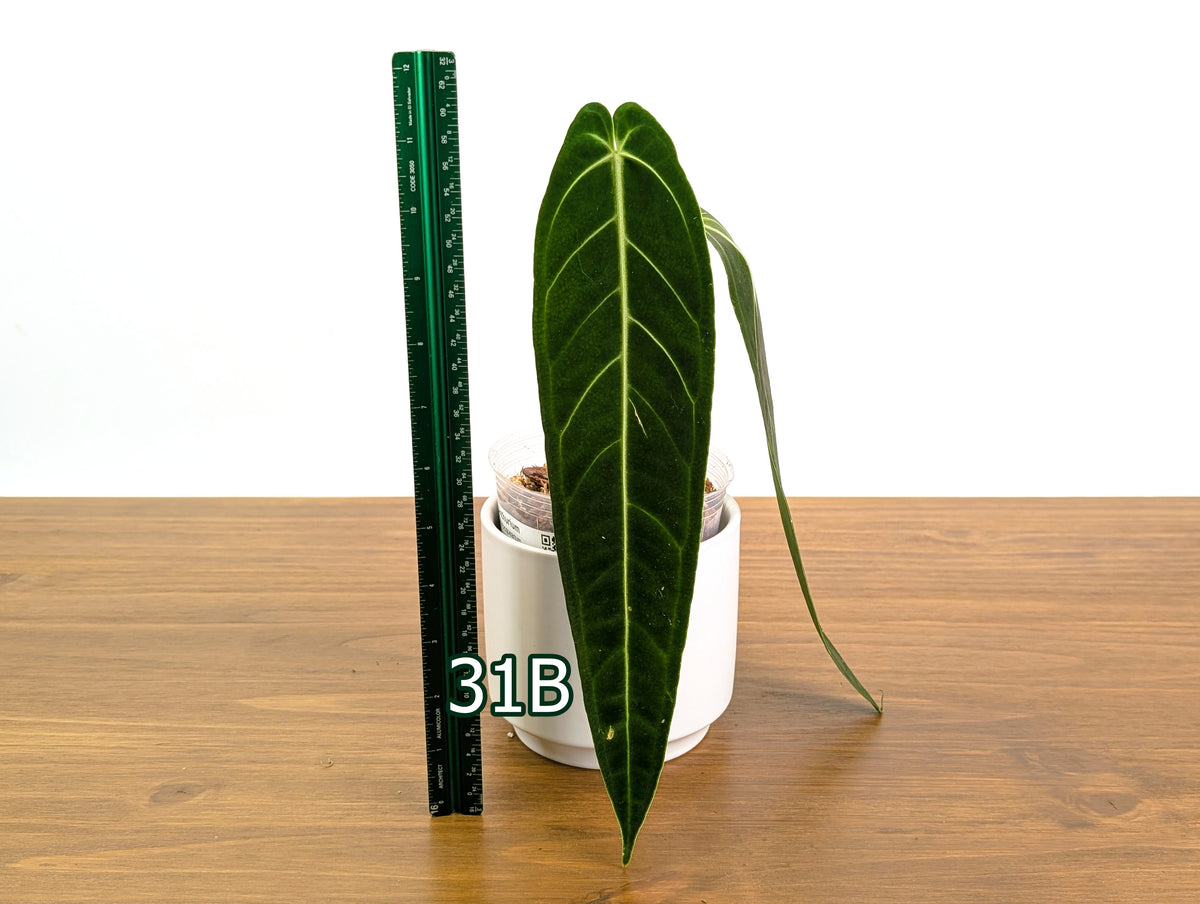 Anthurium Warocqueanum - Pick Your Exact Mature Plant