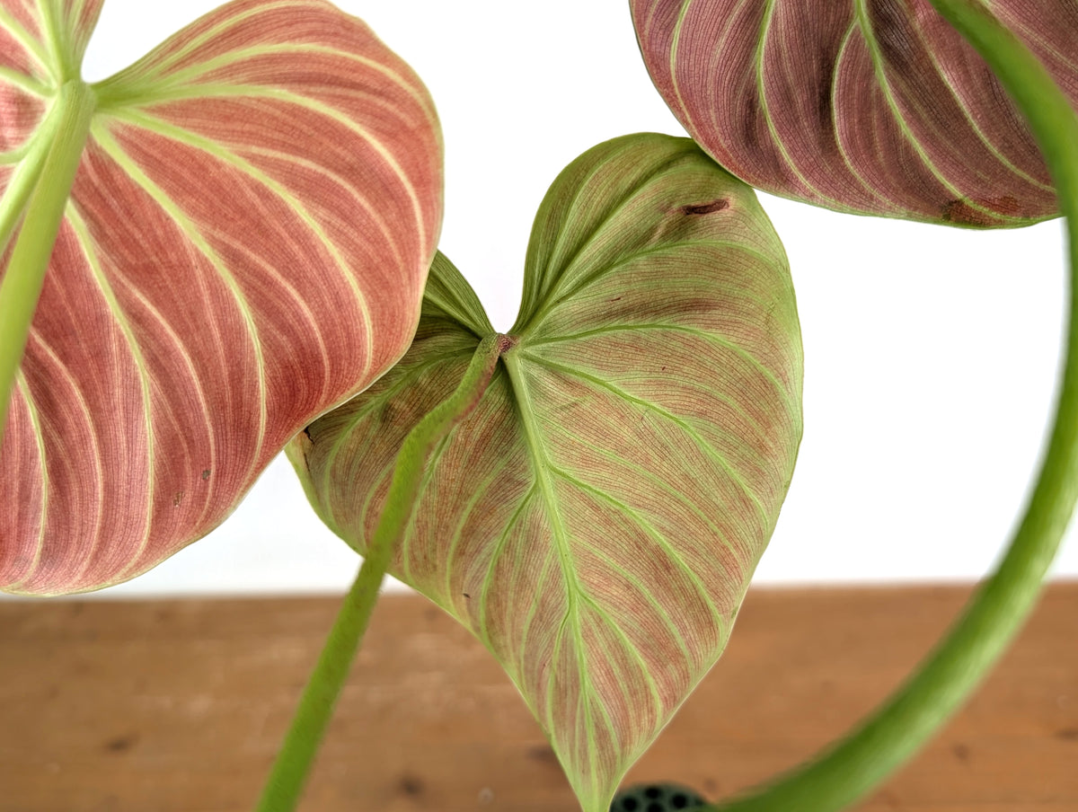 Philodendron Rubrijuvenile 'El Choco Red'