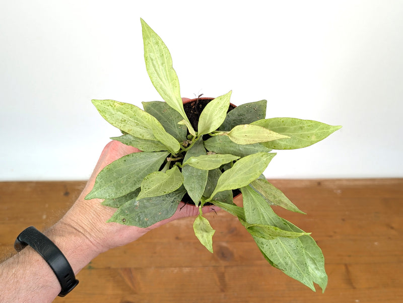 Hoya New Guinea Ghost