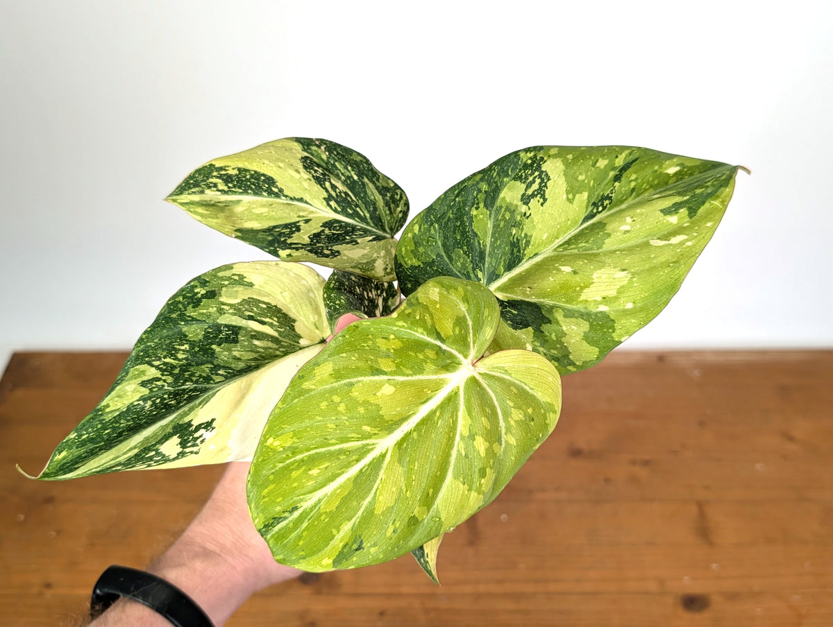 Philodendron Gloriosum Variegated (Type 2) - EXACT Plant #19B