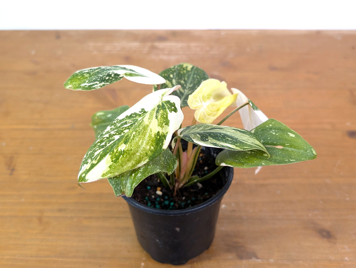 Philodendron Gloriosum Variegated Full Moon (Type 2) - EXACT Plant #20C