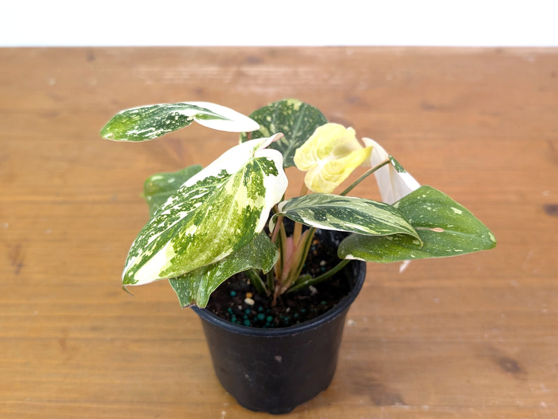 Philodendron Gloriosum Variegated Full Moon (Type 2) - EXACT Plant #20C