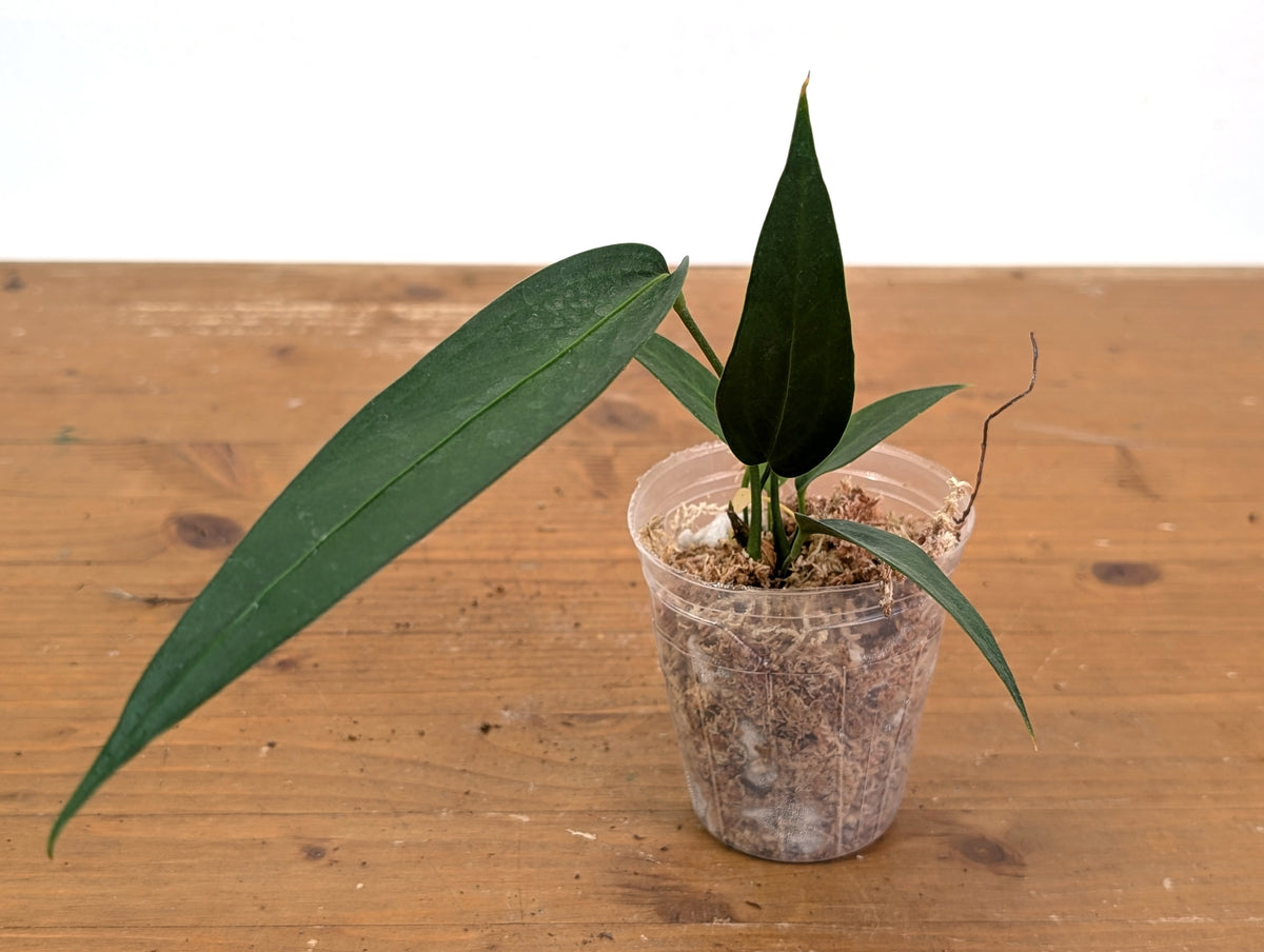 Anthurium Wendlingeri