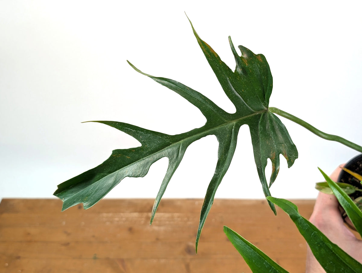 Philodendron Florida Beauty x Tortum (Variegated) Exact Plant #10A