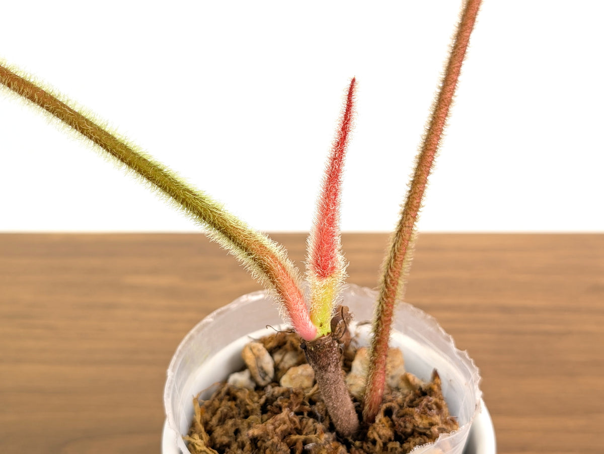 Philodendron Squamicaule Pink