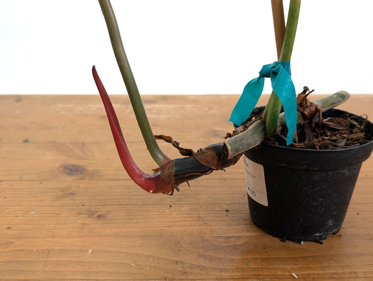 Philodendron Gloriosum x Maximum - Exact Plant #15G