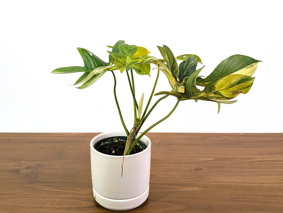 Philodendron Pedatum Variegated - Exact Plant #52A - 4 inch