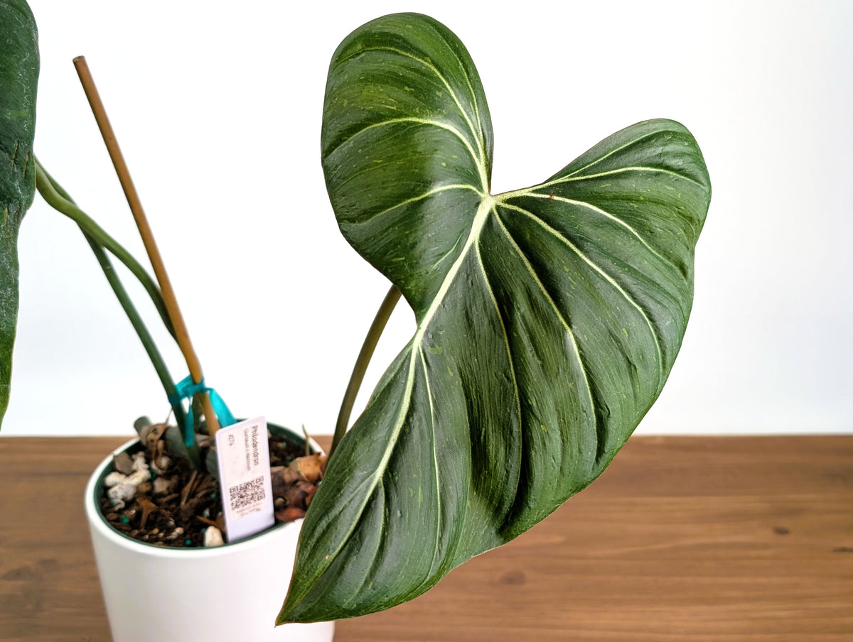 Philodendron Gloriosum x Maximum - Exact Plant #27A - 6" Pot