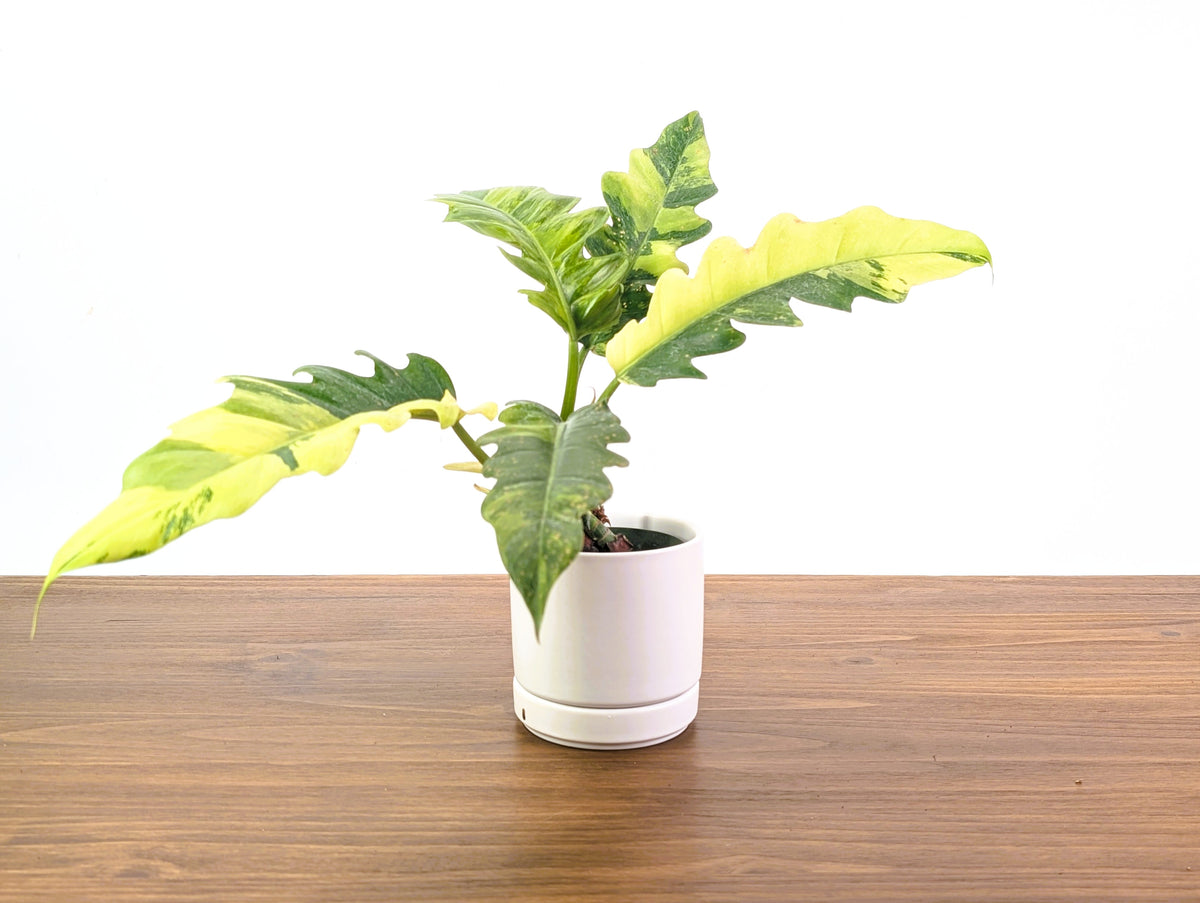 Philodendron Narrow 'Jungle Boogie' Variegated - Exact Plant #20B