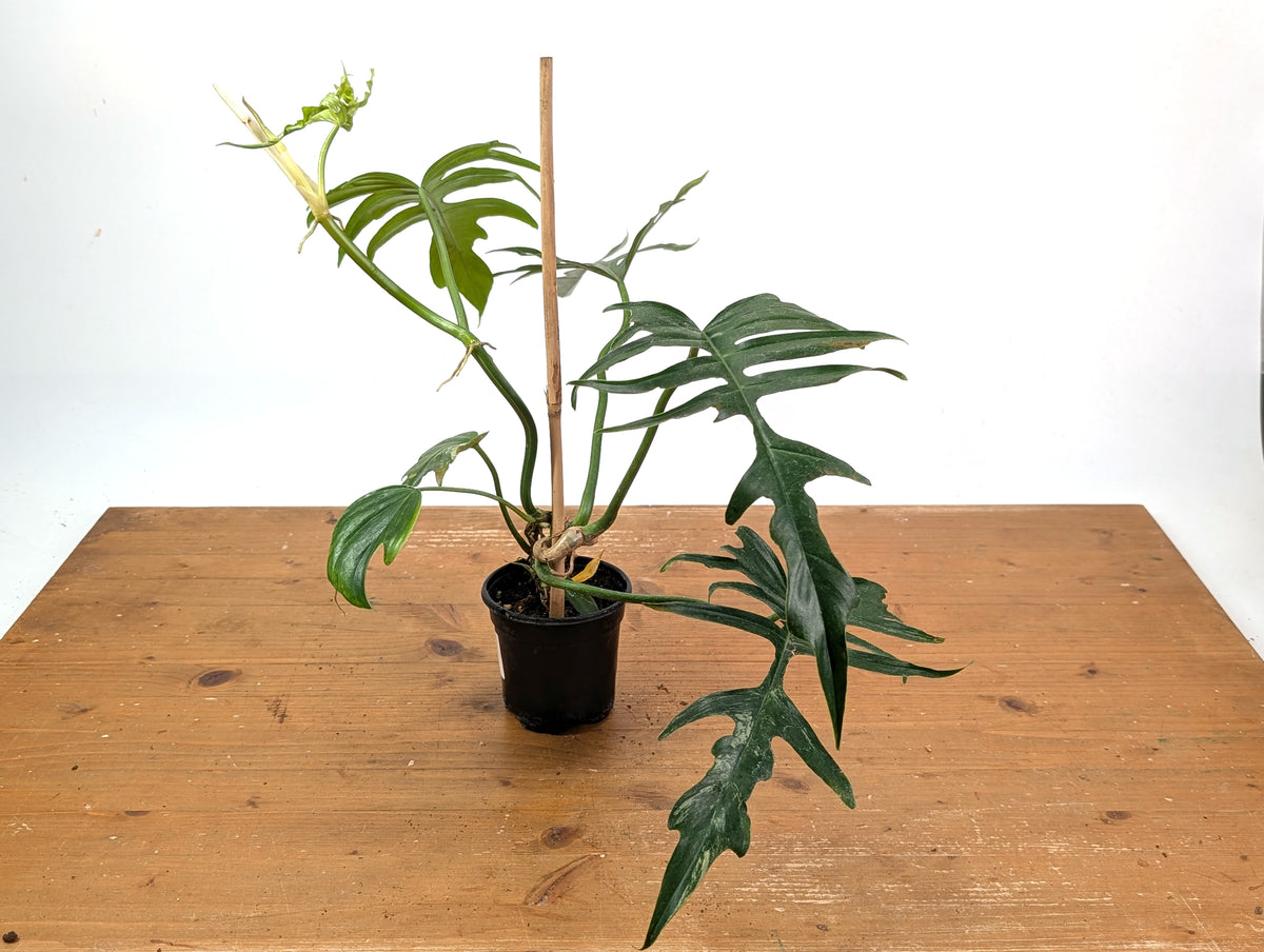 Philodendron Florida Beauty x Tortum (Variegated) Exact Plant #10A