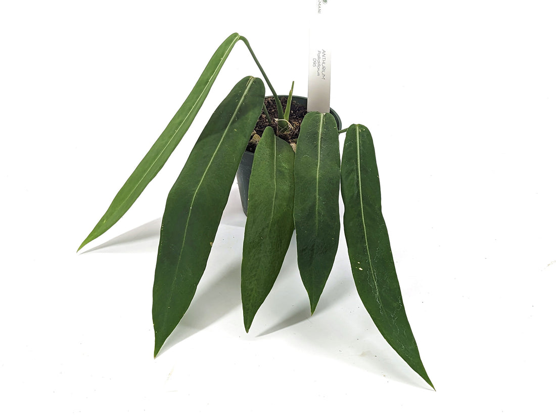 Anthurium pallidiflorum Full 4 inch pot Live House Plant Pendant Strap Leaves