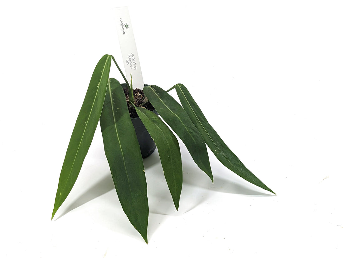 Anthurium pallidiflorum Full 4 inch pot Live House Plant Pendant Strap Leaves