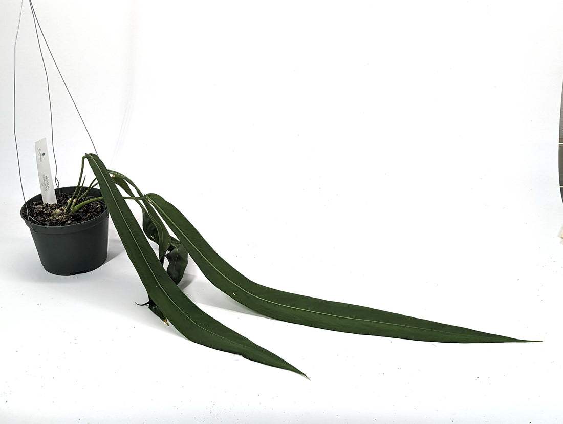 Anthurium Pallidiflorum HUGE 24 Inch Leaf XL Plant - 6 inch pot